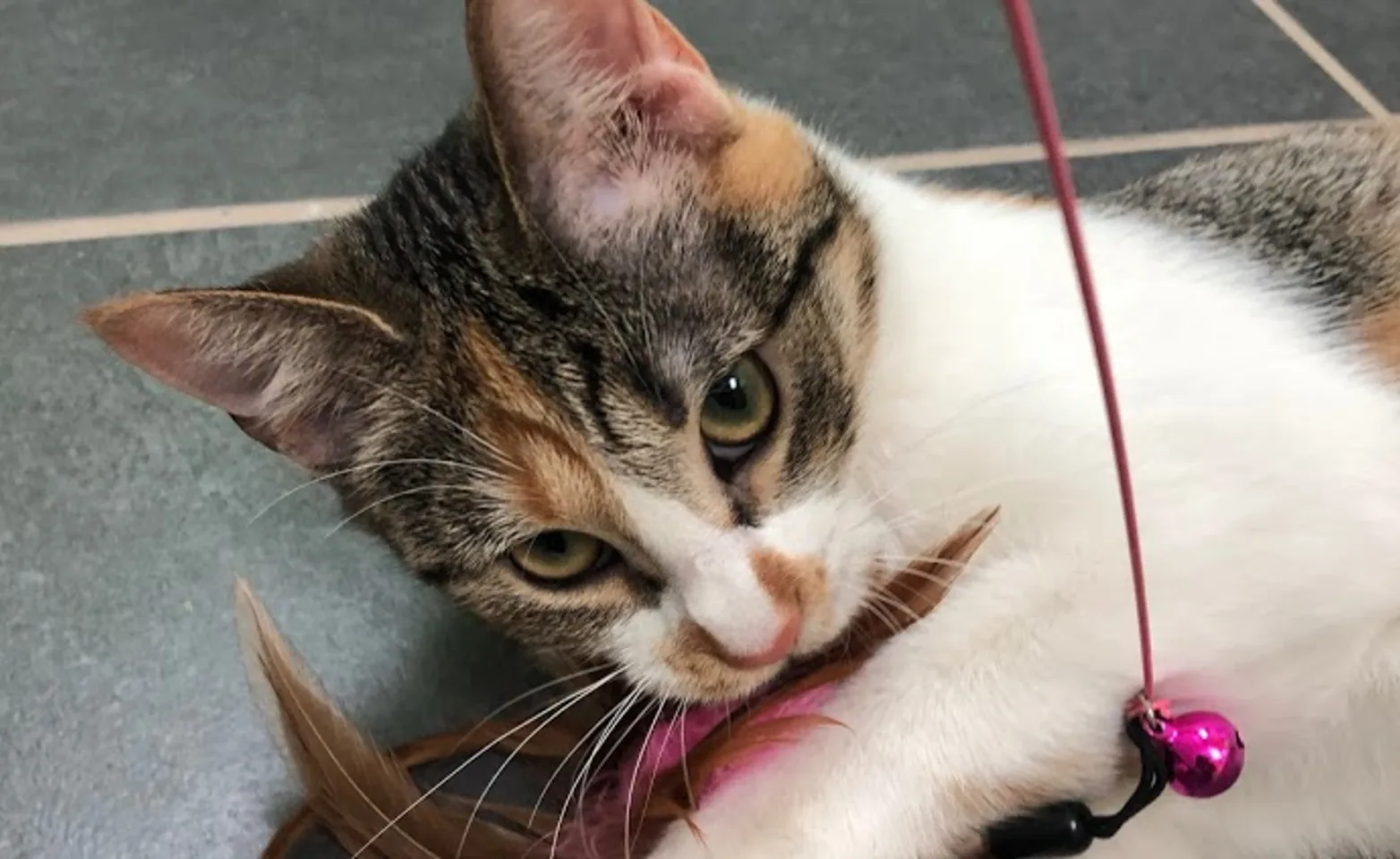 Cat playing with toy