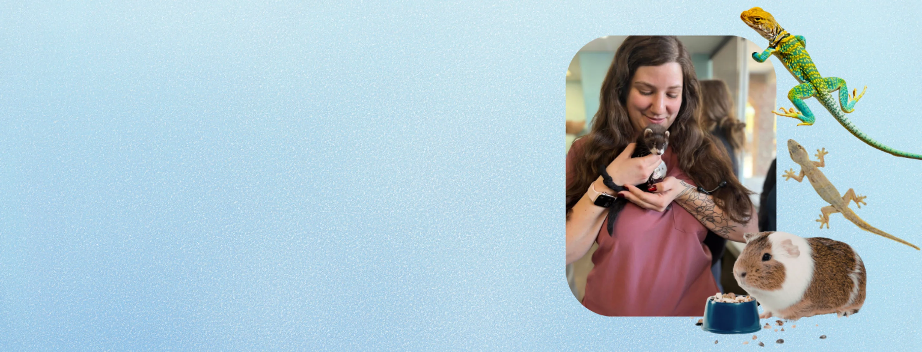 Now Seeing Exotic Pets! Now Seeing Exotic Pets!