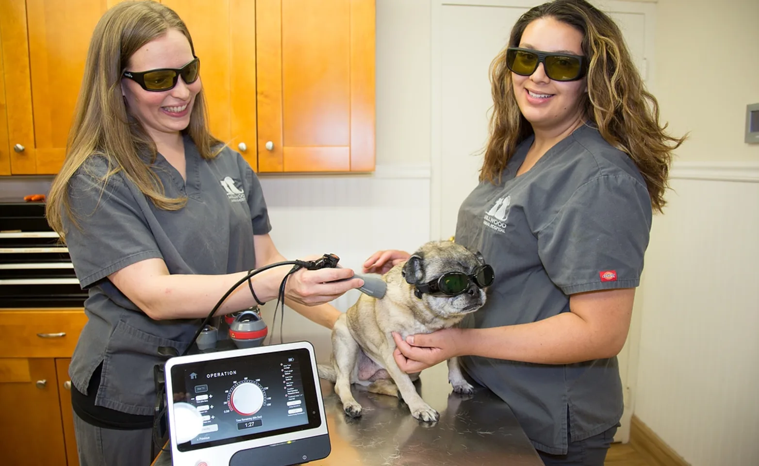 Staff performing Laser Therapy on Dog Staff performing Laser Therapy on Dog