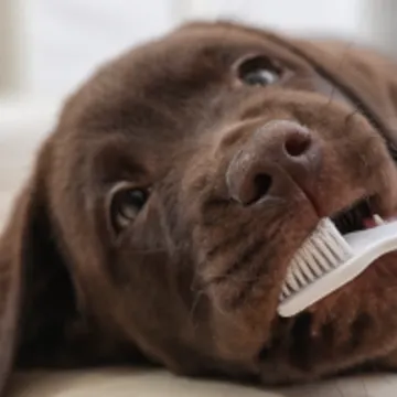 A brown dog laying down and getting their teeth cleaned with a tooth brush. A brown dog laying down and getting their teeth cleaned with a tooth brush.
