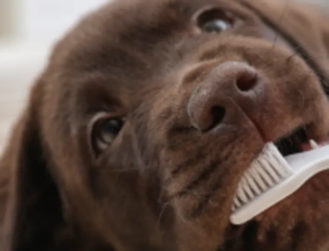 A brown dog laying down and getting their teeth cleaned with a tooth brush.