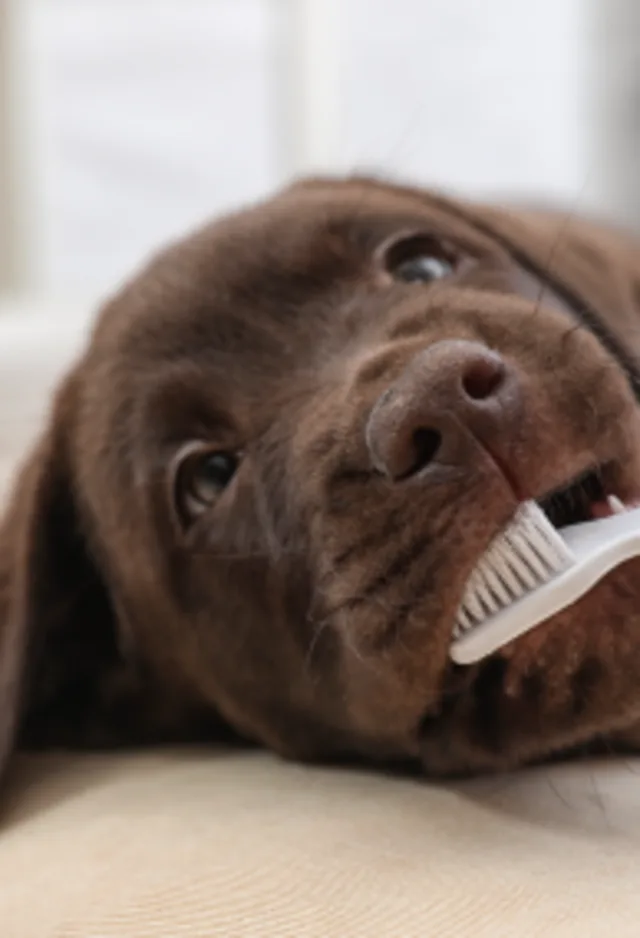 A brown dog laying down and getting their teeth cleaned with a tooth brush. A brown dog laying down and getting their teeth cleaned with a tooth brush.