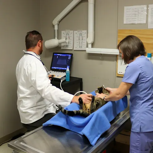 IV & CH Ultrasound IV & CH Ultrasound