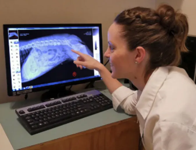 Veterinarian Examining a Digital X-Ray Veterinarian Examining a Digital X-Ray