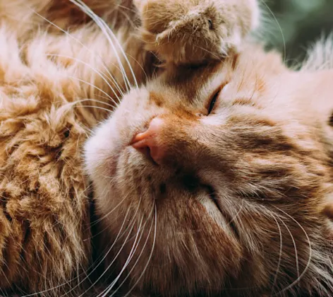 brown cat laying on its back in the sun with its eyes closed