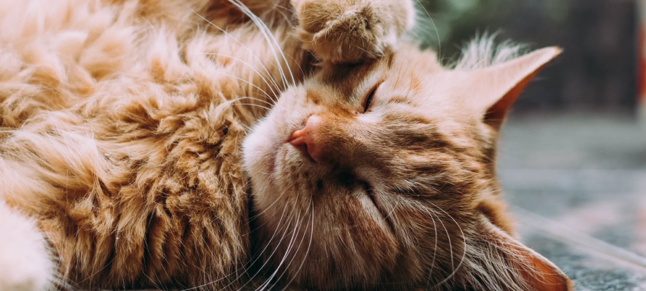 brown cat laying on its back in the sun with its eyes closed