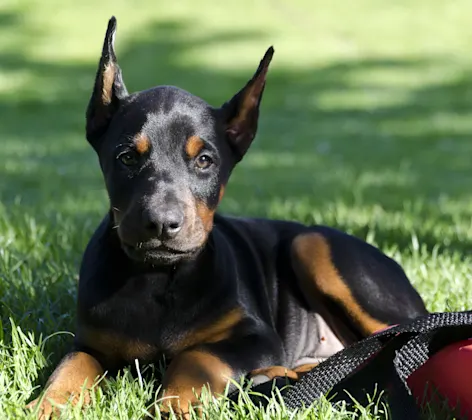 Doberman puppy sitting on grass