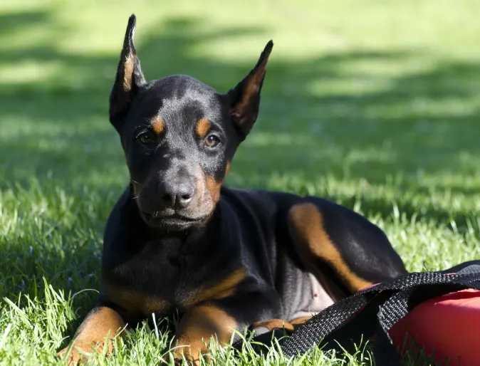 Doberman puppy sitting on grass