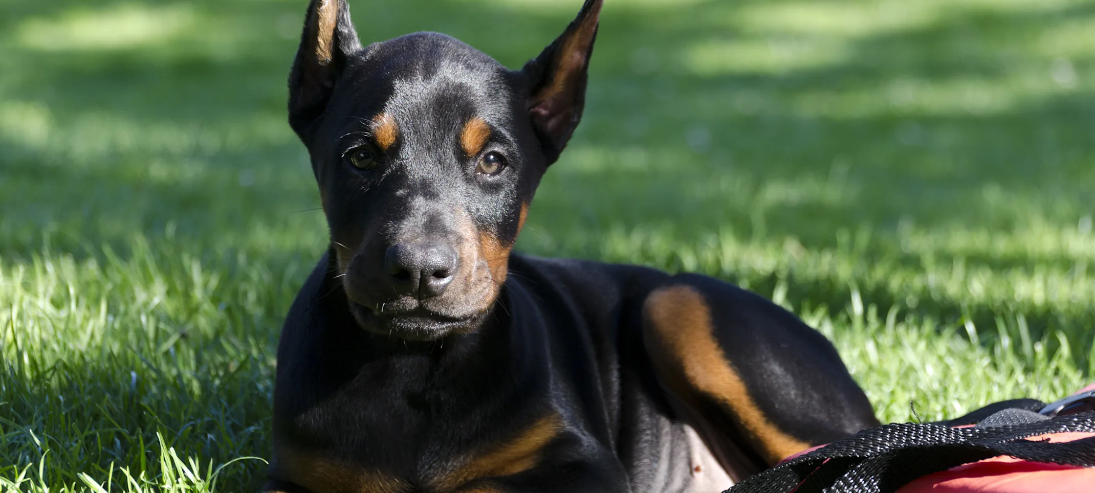 Doberman puppy sitting on grass Doberman puppy sitting on grass