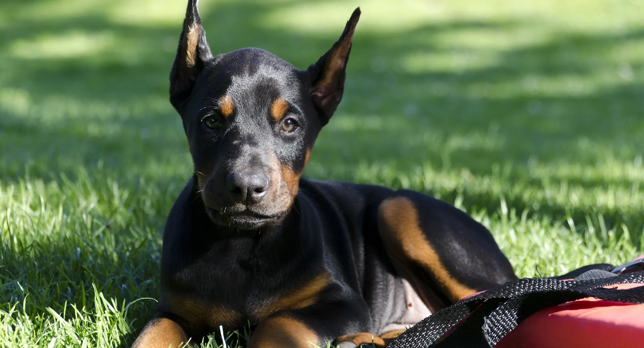 Doberman puppy sitting on grass Doberman puppy sitting on grass