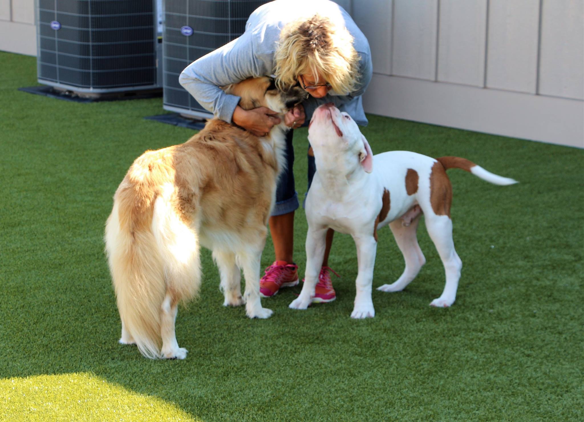 Two dogs getting hugs