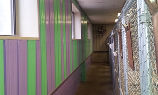 Chastain Animal Clinic Runs