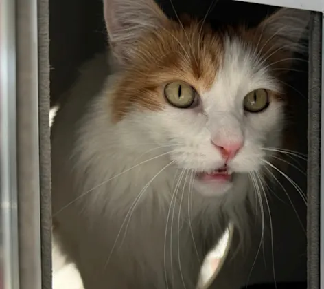 Cat Suite Service Image Cat Suite Service Image