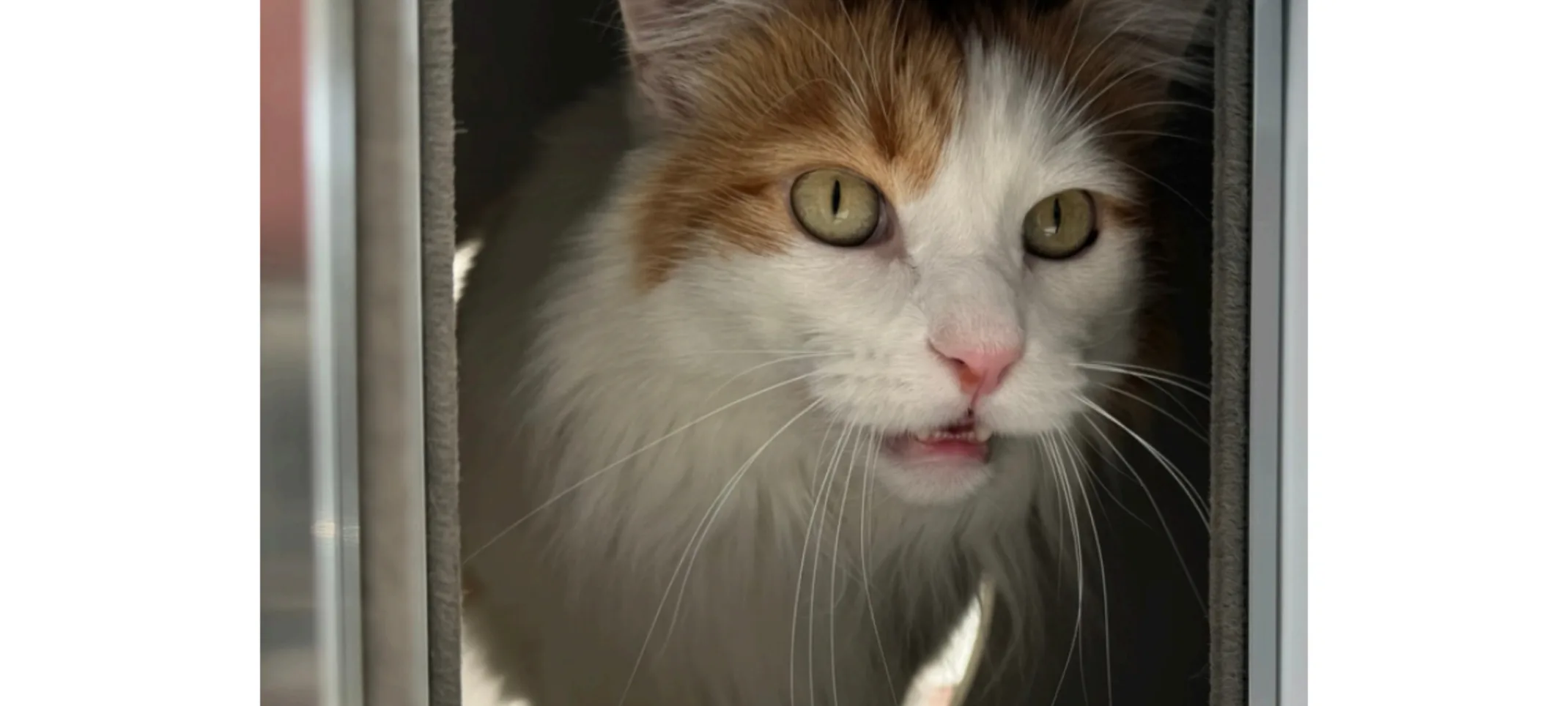 Cat Suite Service Image Cat Suite Service Image