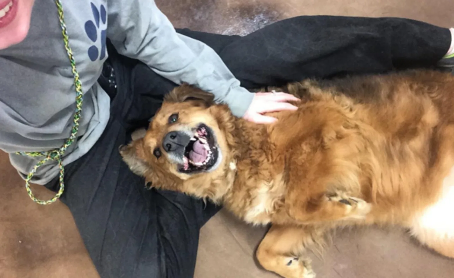 Dog laying in staff's lap being pet Dog laying in staff's lap being pet