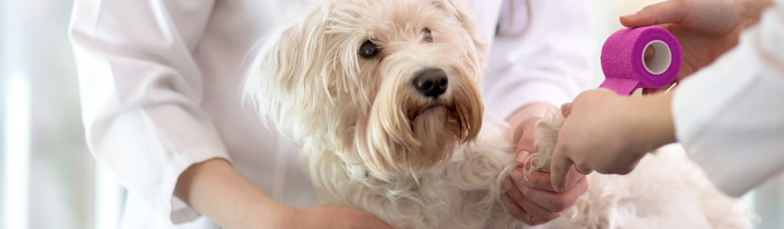 Small Dog Getting Its Paw Bandaged Small Dog Getting Its Paw Bandaged