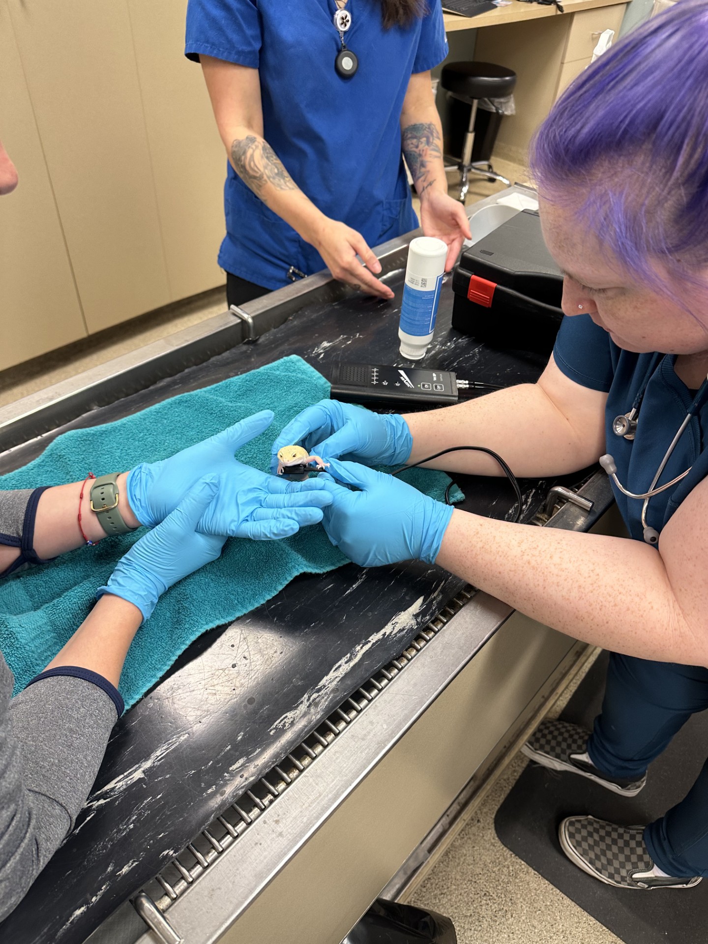 Staff holding lizard