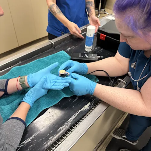 Staff holding lizard Staff holding lizard
