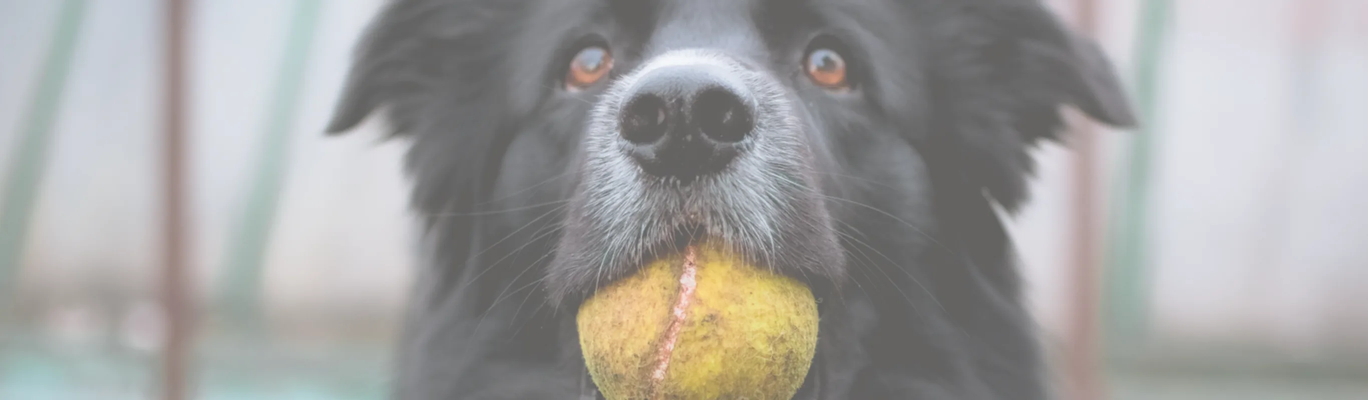 Dog holding a tennis ball in his mouth Dog holding a tennis ball in his mouth