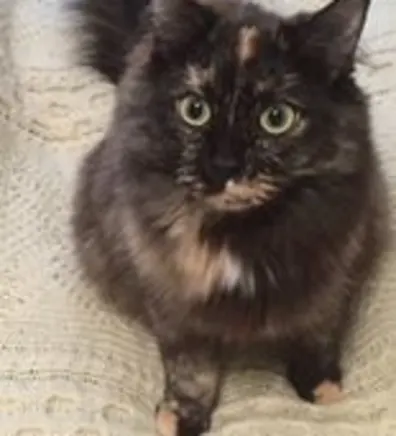 Kari L, pet care specialist at Hermitage Vet Hospital Kari L, pet care specialist at Hermitage Vet Hospital