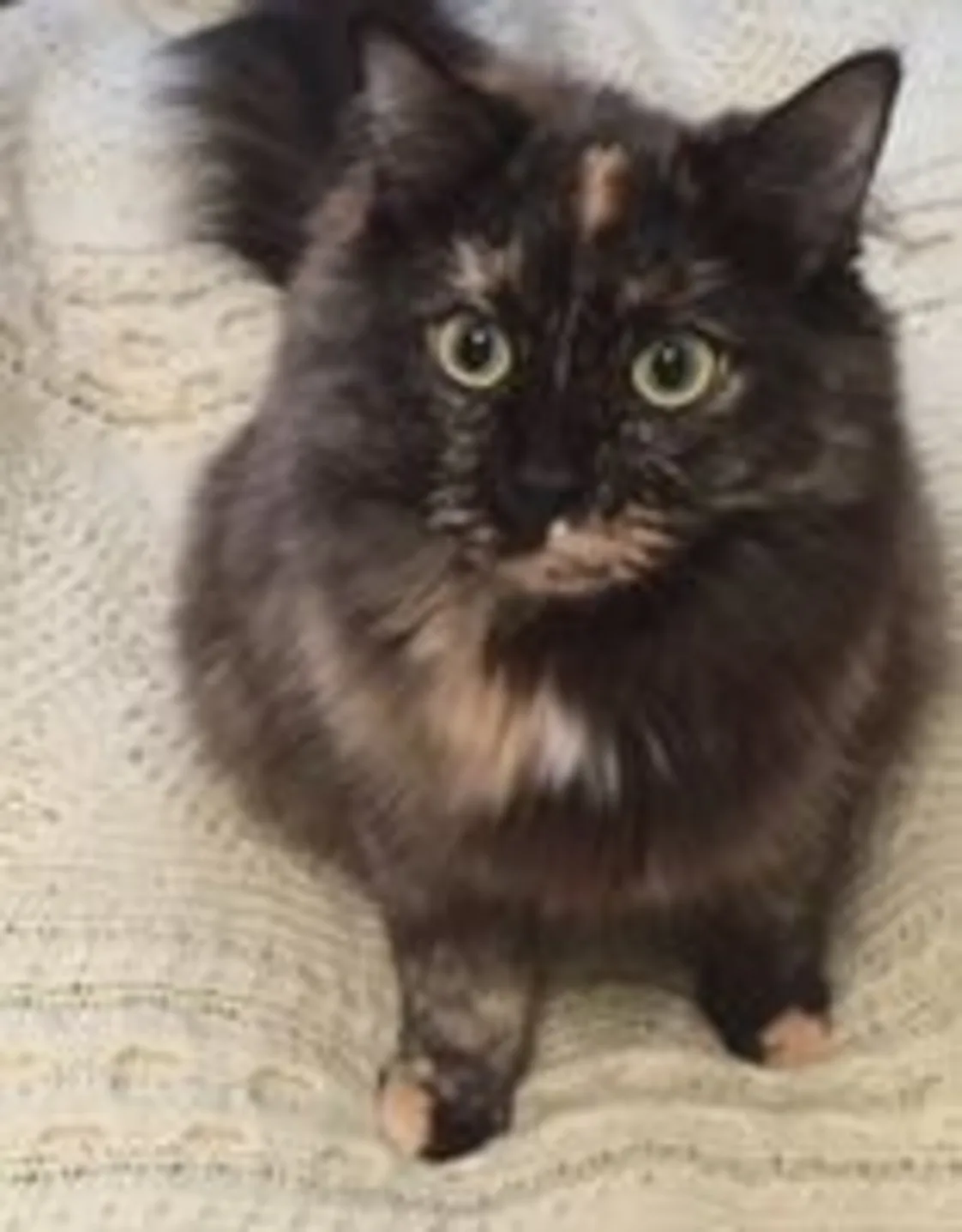 Kari L, pet care specialist at Hermitage Vet Hospital Kari L, pet care specialist at Hermitage Vet Hospital