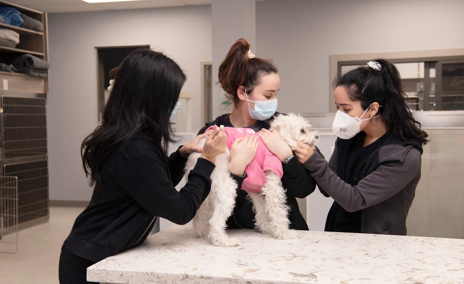 Woman dressed in black administrating a vaccine to a small white dog. Woman dressed in black administrating a vaccine to a small white dog.