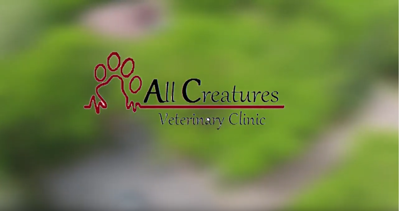 Video Thumbnail for All Creatures Veterinary Clinic showing the logo over some greenery
