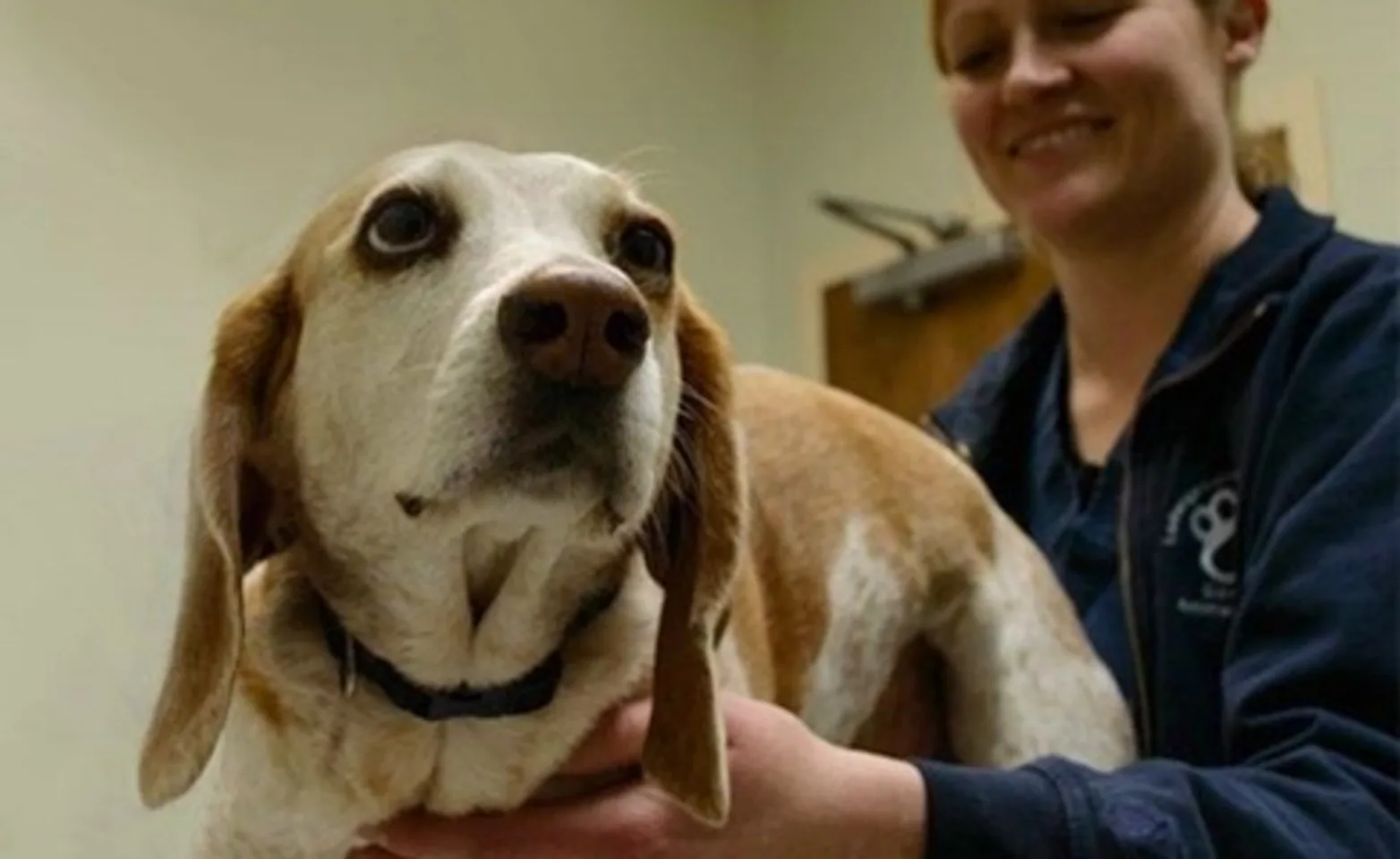 Staff member holding onto a dog Staff member holding onto a dog