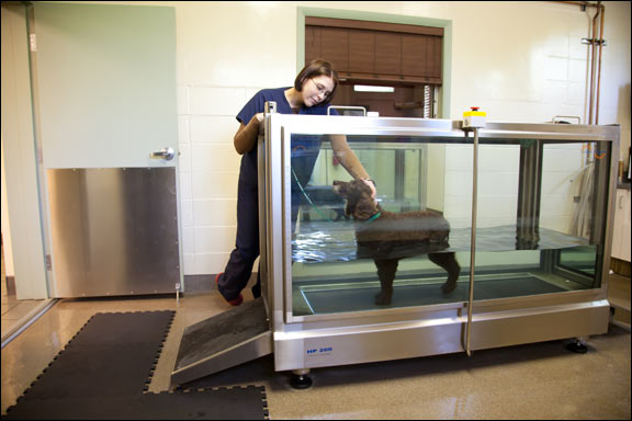Aquatic Therapy Rehabilitation