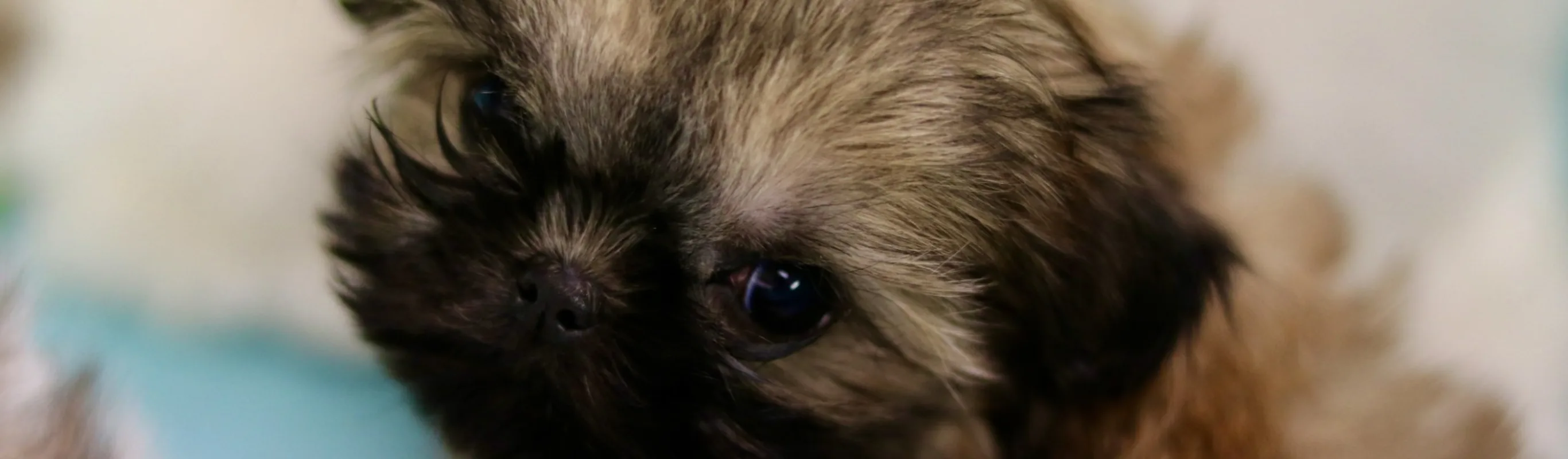 Brown Puppy looking up. Brown Puppy looking up.