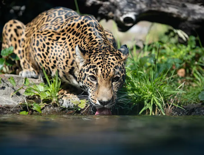 Nayla the Jaguar drinking water Nayla the Jaguar drinking water