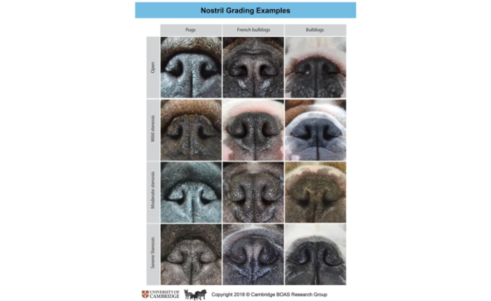 Dog Nostril Grading Example Chart Dog Nostril Grading Example Chart