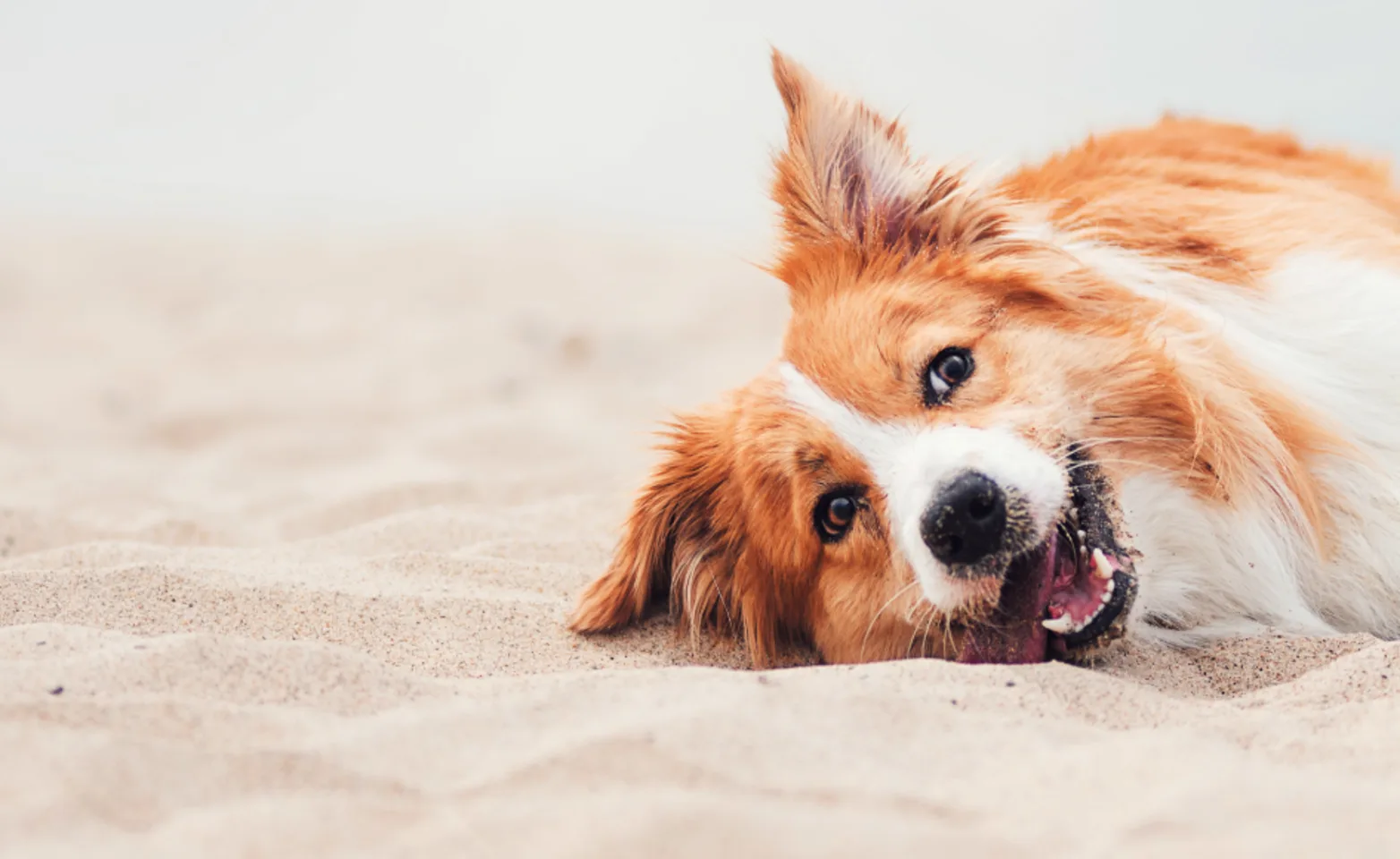Dog with tongue out laying in the sand Dog with tongue out laying in the sand