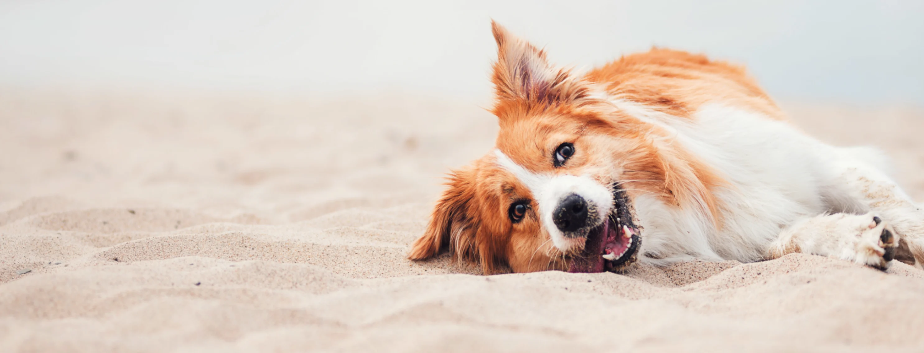 Dog with tongue out laying in the sand Dog with tongue out laying in the sand