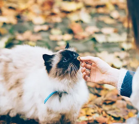 Cat standing and being pet by a woman with leaves and grass in the background