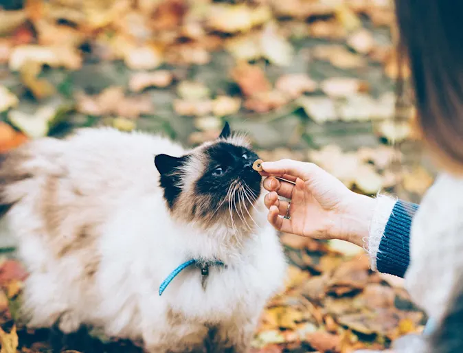 Cat standing and being pet by a woman with leaves and grass in the background