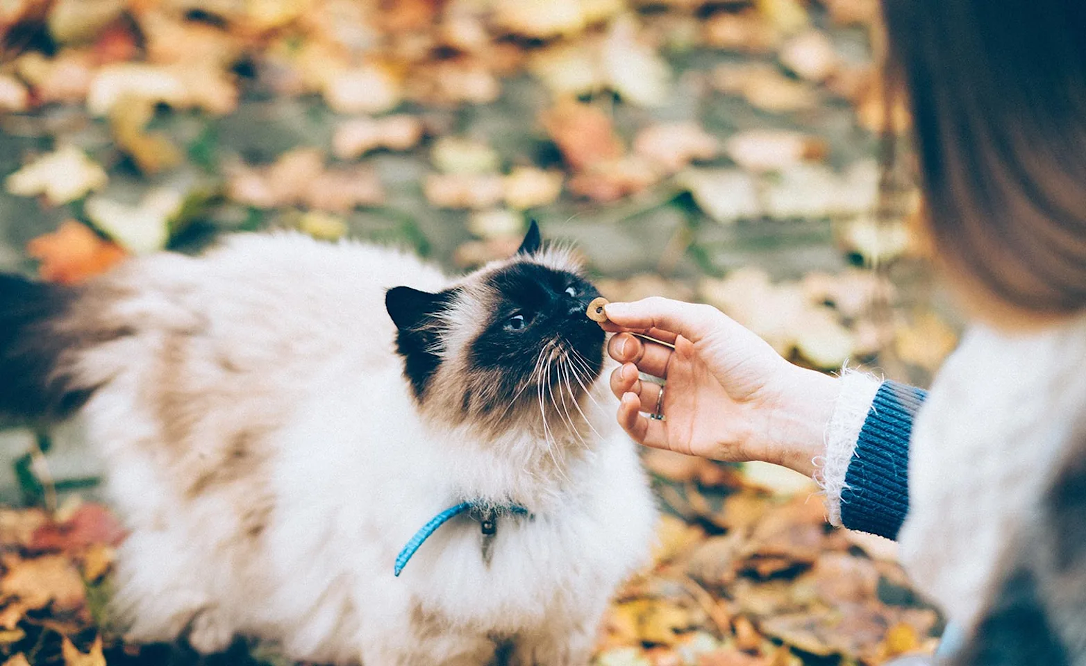 Cat standing and being pet by a woman with leaves and grass in the background