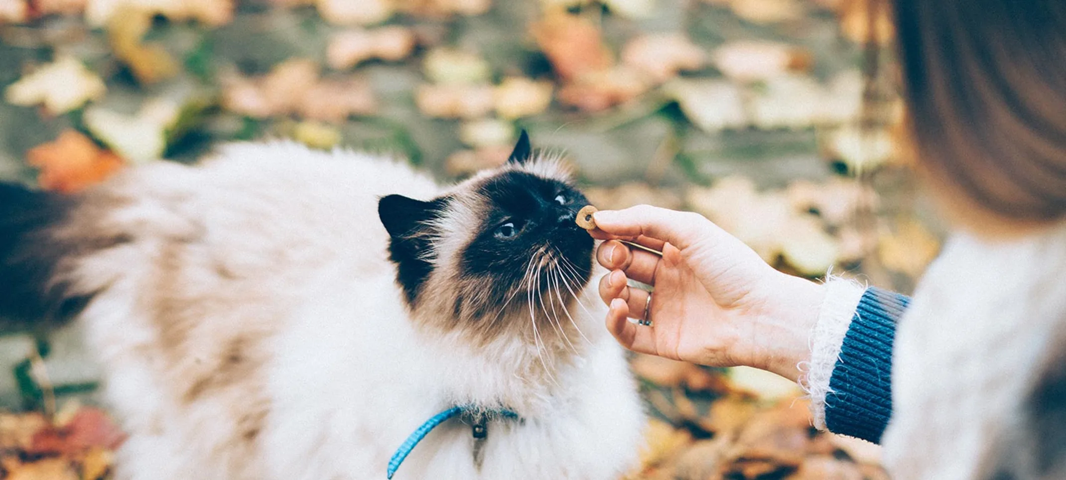 Cat standing and being pet by a woman with leaves and grass in the background