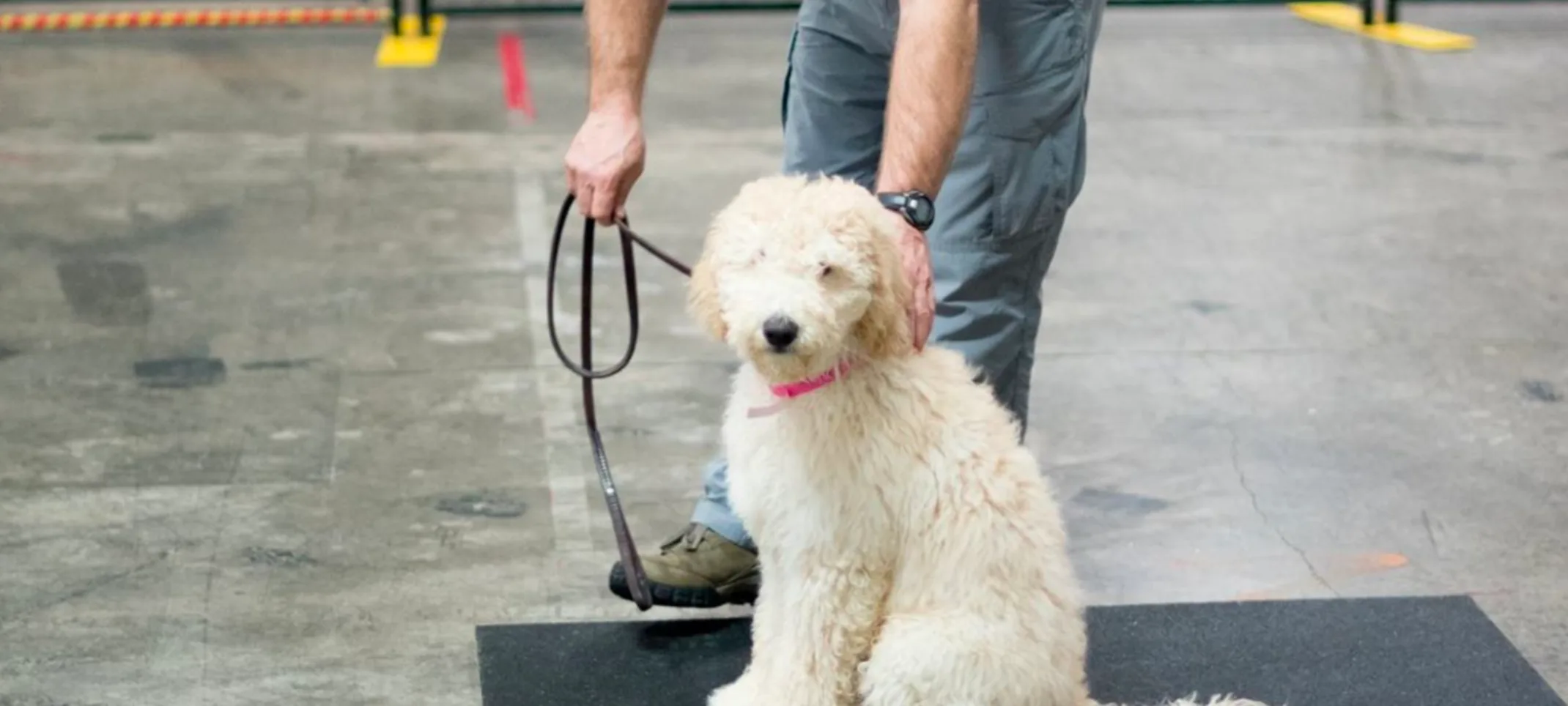 Dog receiving dog lessons Dog receiving dog lessons