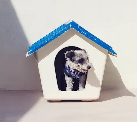 Dog in doghouse Dog in doghouse