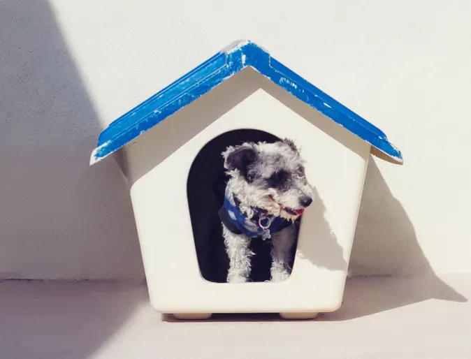 Dog in doghouse Dog in doghouse