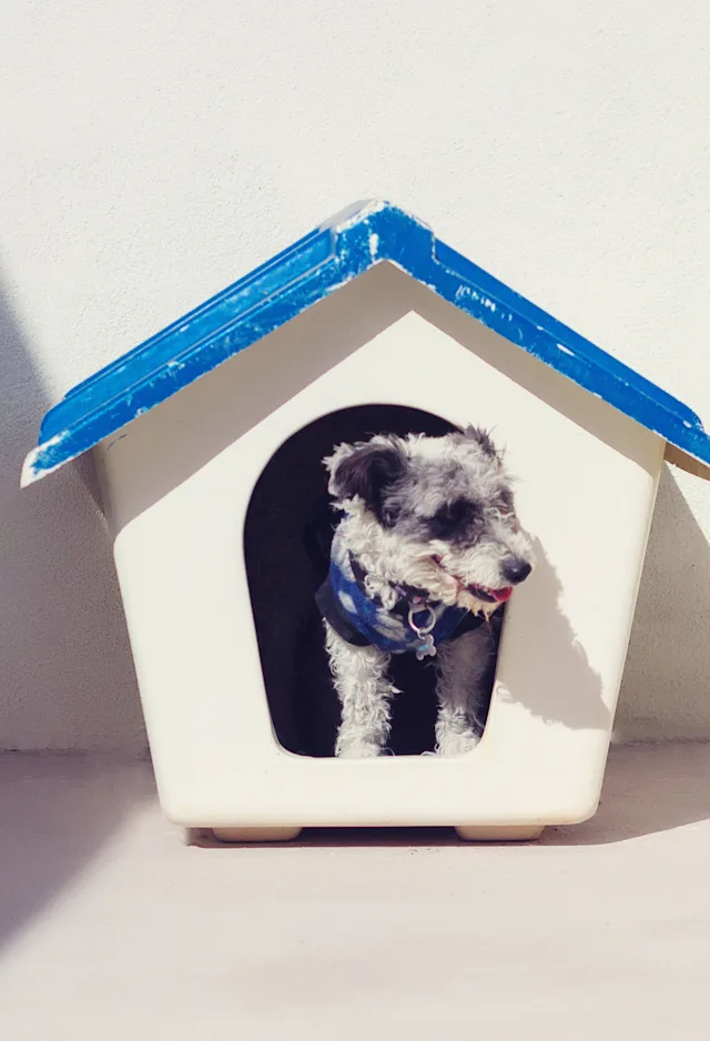 Dog in doghouse Dog in doghouse