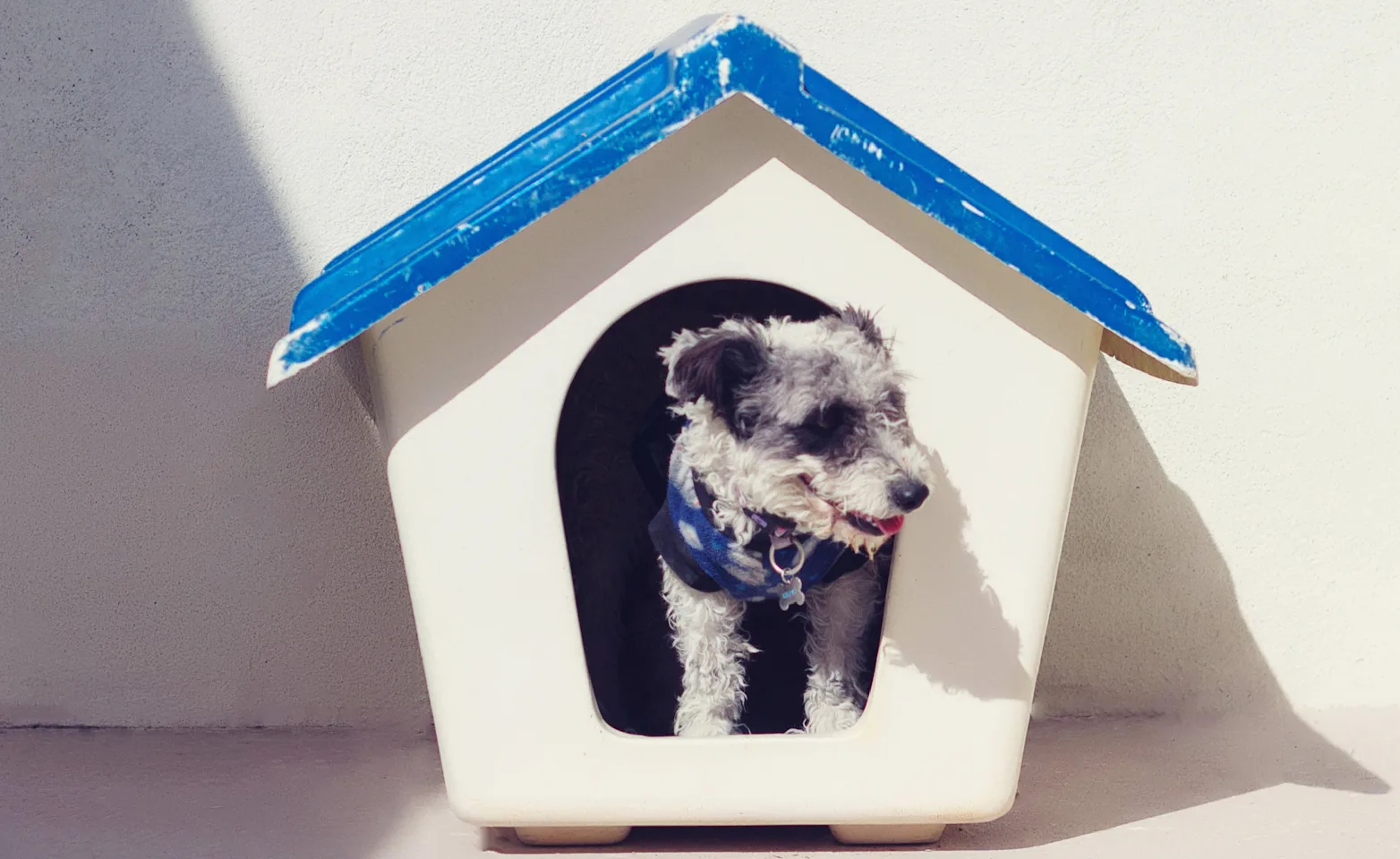 Dog in doghouse Dog in doghouse