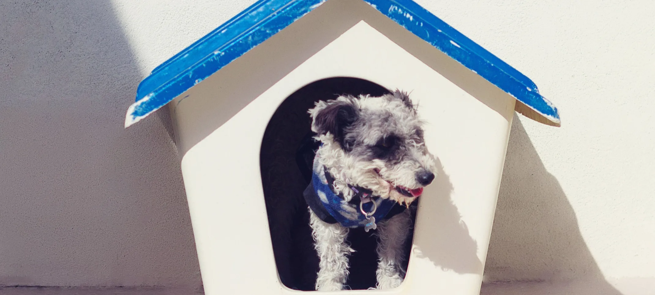 Dog in doghouse Dog in doghouse