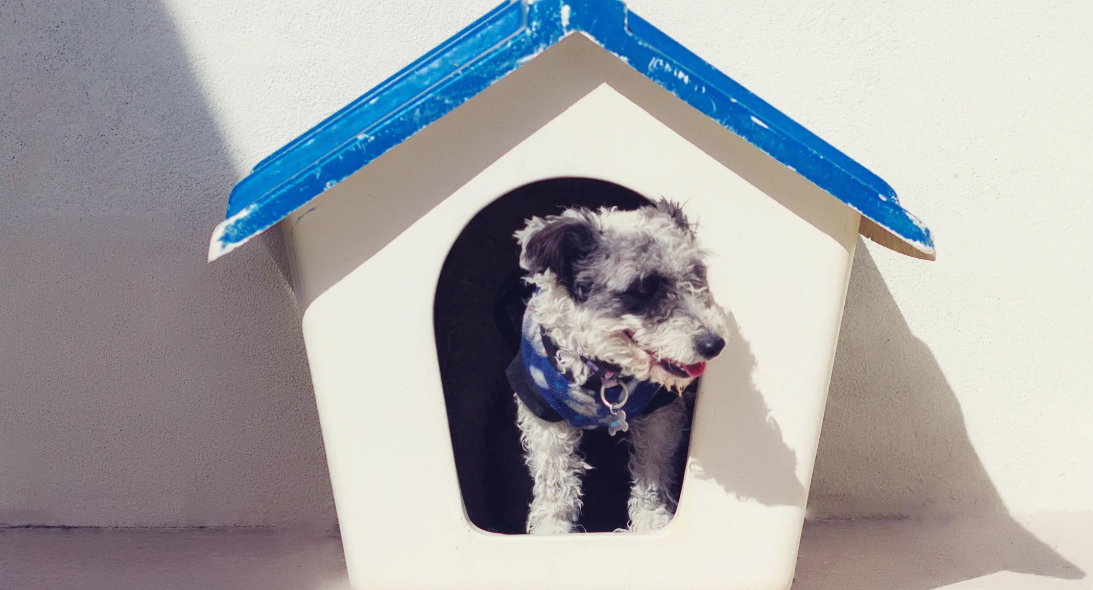 Dog in doghouse Dog in doghouse