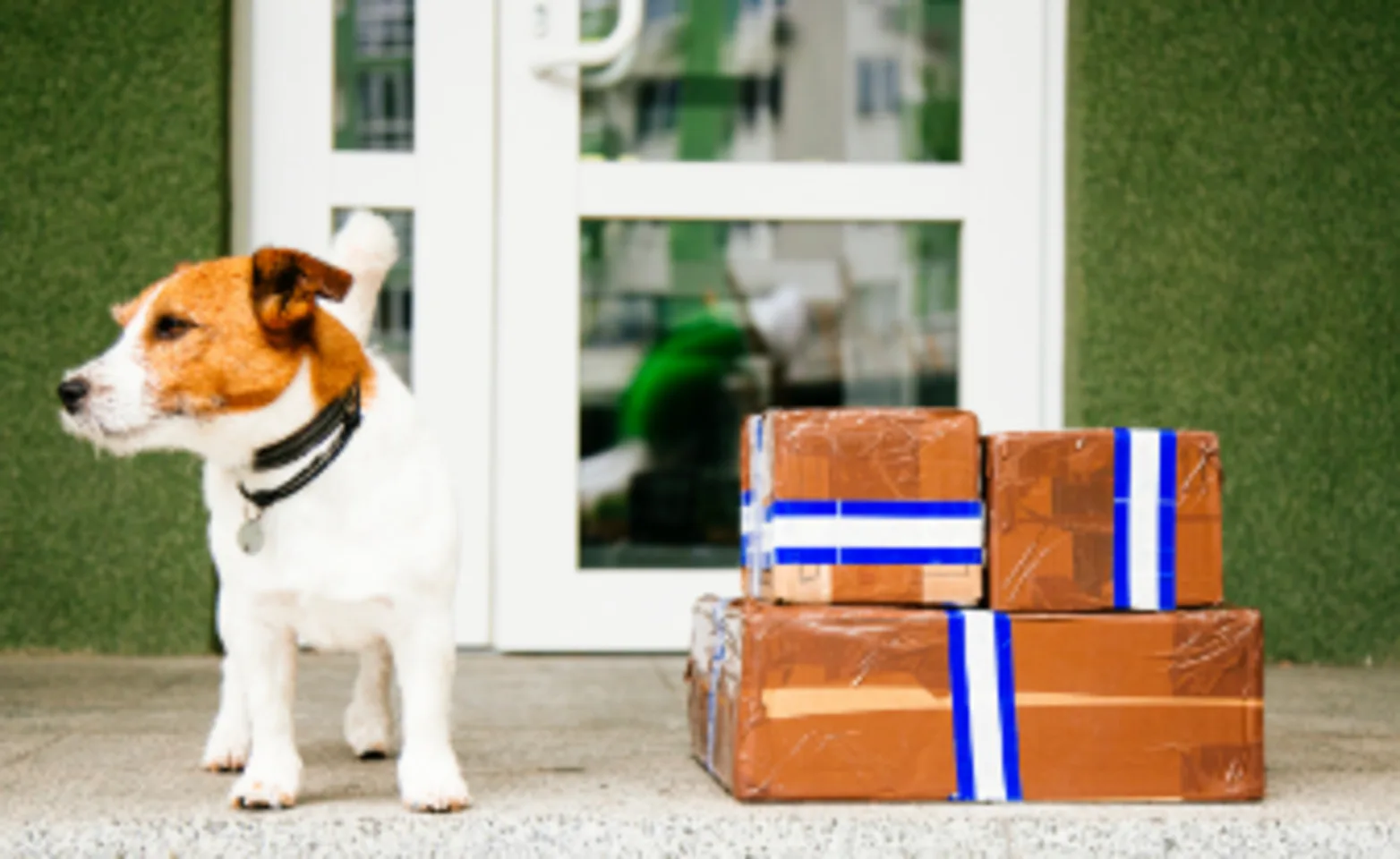 dog standing on porch next to shipping boxes dog standing on porch next to shipping boxes