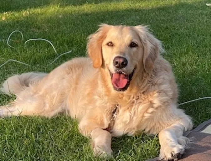 Shasta Mae’s sitting on grass Shasta Mae’s sitting on grass