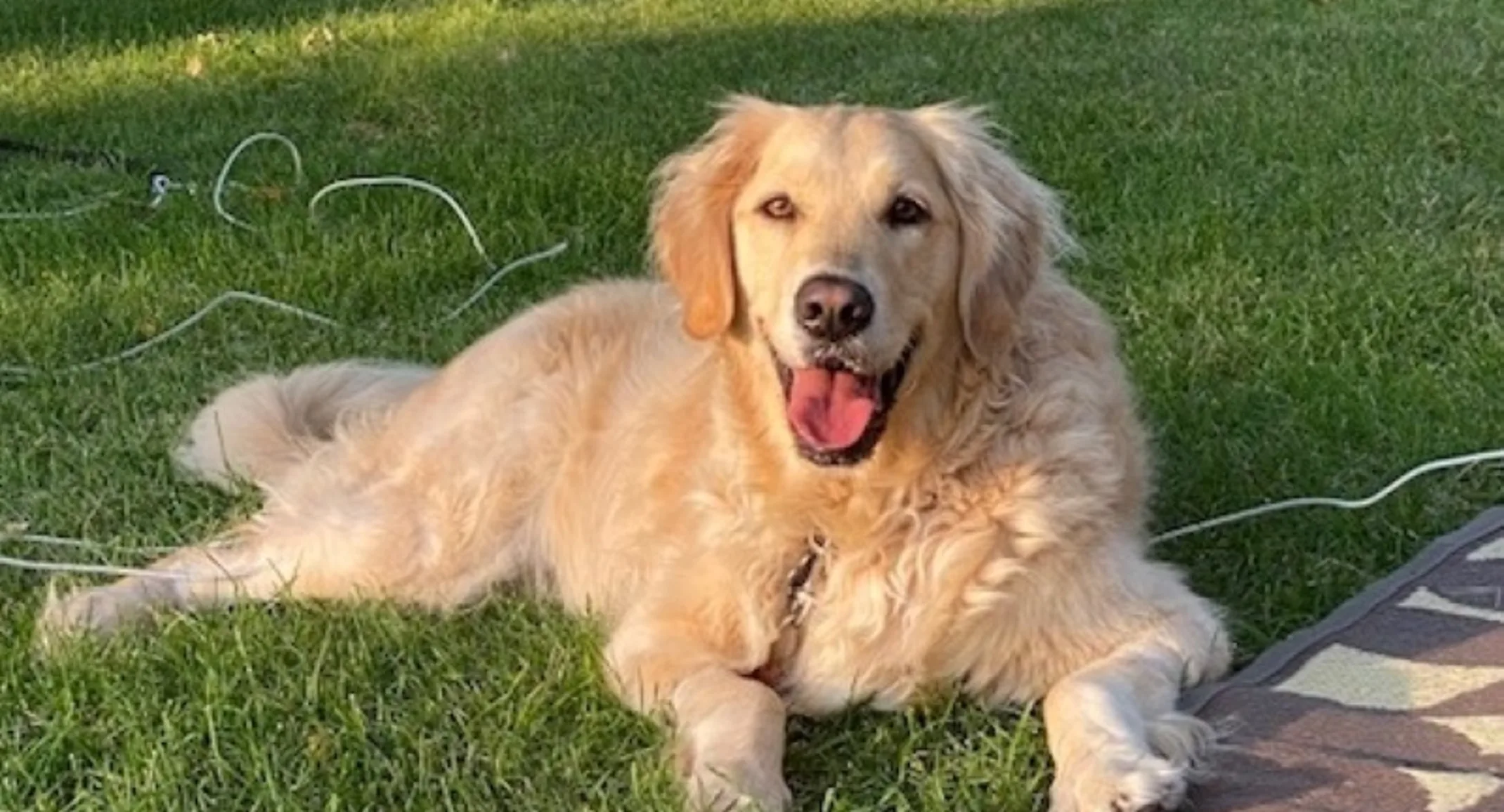 Shasta Mae’s sitting on grass Shasta Mae’s sitting on grass