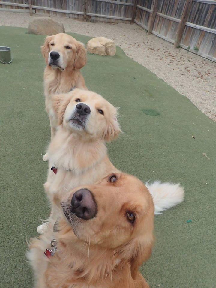 Ruffin' It Resort Daycare