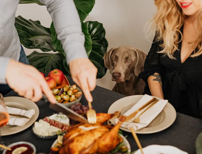 Dog Watching Owner Cut Turkey Dog Watching Owner Cut Turkey